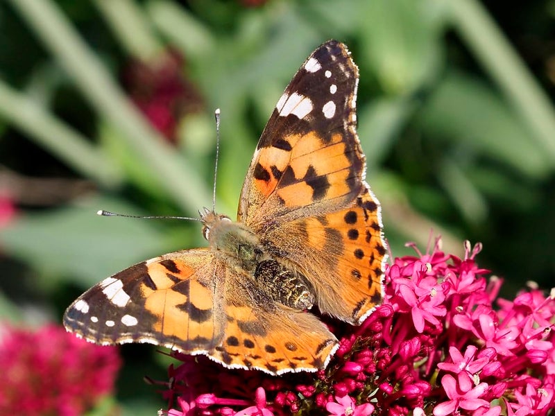 Insect Lore Cup of Caterpillars Basic - 5 Live Painted Lady Caterpillars with Food - Refill Kit for Butterfly Garden Habitat - STEM Science Activity for Kids & Classrooms - Image 5